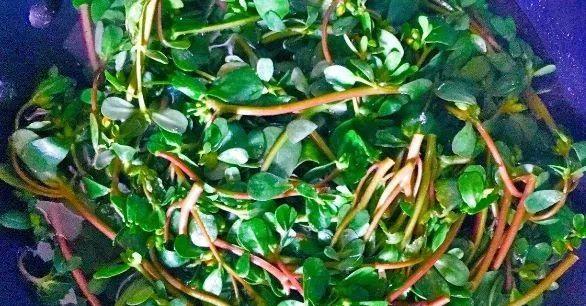 老祖宗眼中的“长寿菜”“救命菜胜过任何补药,一定要吃全! 老祖宗眼中的“长寿菜”“救命菜胜过任何补药,一定要吃全!