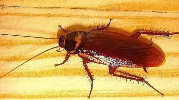 这个方法,让携带几十种疾病的蚊子、蟑螂远离你家!100%见效! 这个方法,让携带几十种疾病的蚊子、蟑螂远离你家!100%见效!